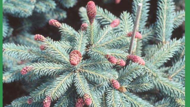 Ялина колюча Герман Нау. Picea Pungens Hermann Naue