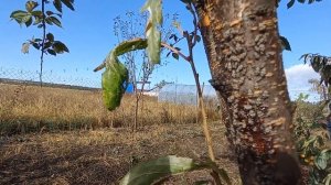 Вредитель: БОЛЬШАЯ ПЕРСИКОВАЯ ТЛЯ