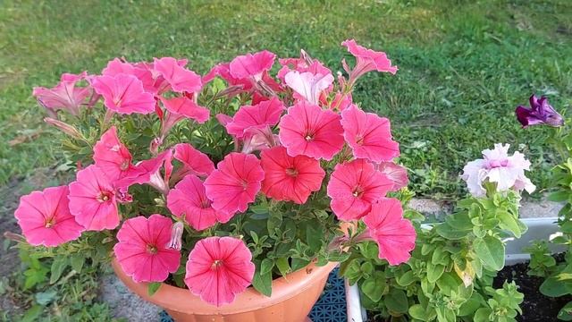 The first days of July | Первые дни июля || Full HD смотреть онлайн