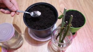 Как размножить розы черенками дома?