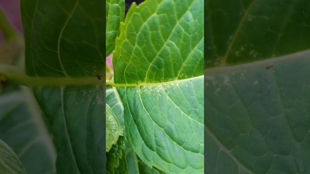 Паутинный клещ , на гортензиях. Признаки и что делать.