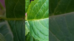 Паутинный клещ , на гортензиях. Признаки и что делать.