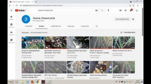 Кот наплакал. Реальная урожайность чеснока сорт Шадейка и Добрыня