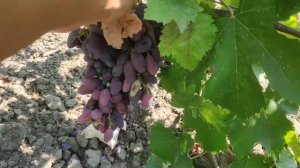 Самые без проблемные сорта винограда, Байконур, Юбиле?