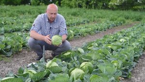 Выращивание капусты. Ранний гибрид Алина F1.