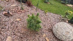 Обзор сада редких хвойных растений! Новинки!🔥#сад #garde