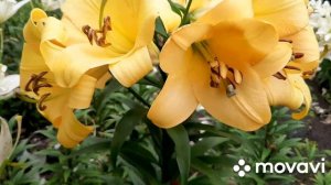 Лилия ОТ-гибрид Saltarello