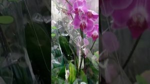 Цветы в Леруа Мерлен. Обзор