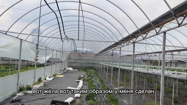 Теплица для клубники: размеры , материалы и мое мнение