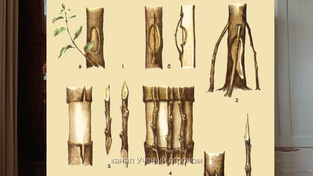 Мыши обгрызли яблоню, как ее спасти смотреть онлайн