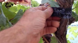 Виноград Казанова.