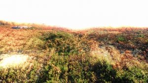 Мукка - Химия (пародия)