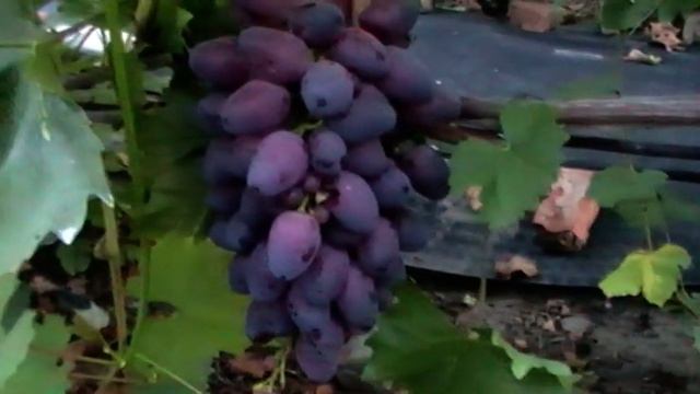 Сорт винограда "Атаманский" - сезон 2019 # Grape sort "Atamanskij" смотреть онлайн