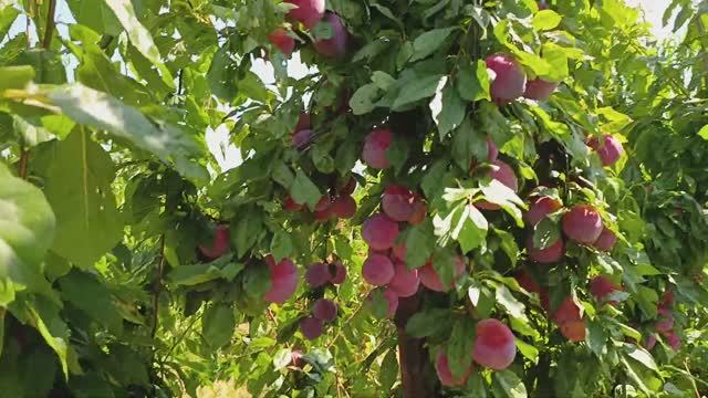 Слива Фортуна (Fortune) смотреть онлайн