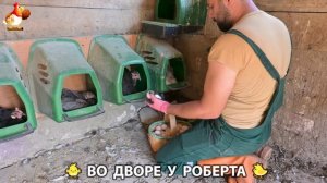 Содержание кур в домашних условиях и других птиц во дворе у Роберта 🐣🐤🦆🐔🪿🦃 (222)