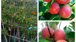 Яблоня плодовая Лобо-Красное раннее 🌿 обзор: как сажа