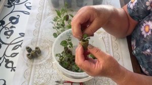 Результат укоренения растений в минерально ватные пр?