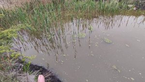 Подготовка пруда к лету! Садовый пруд на участке даче ?