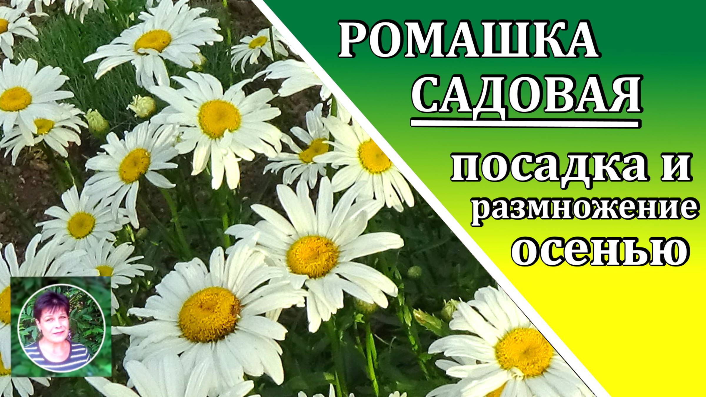Размножение ромашки осенью Как посадить ромашку садовую осенью правильно