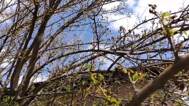 Шелковица воскресла после весеннего заморозка смотреть онлайн