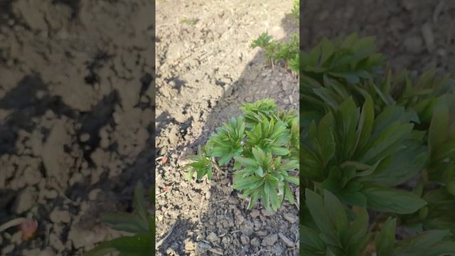 Ранние сорта пиона Коралл Сансет Команд Перформанс Ру смотреть онлайн