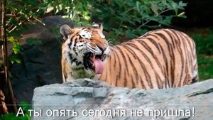 Дальневосточный тигр Максимус ищет любую возможность увидеть Уссури.