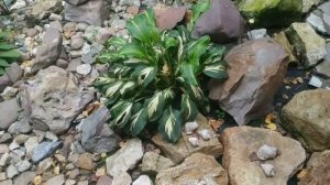 10 идей для клумб и участка/ своими руками за год