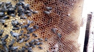 Ошибка пчеловода. Пчелиная семья погибла зимой. 30.12.2020.