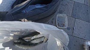 Ловлю Кефаль !!!