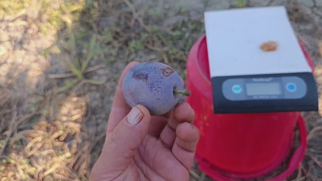 Слива Штутгарт смотреть онлайн