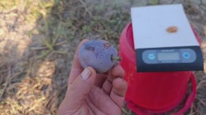 Слива Штутгарт