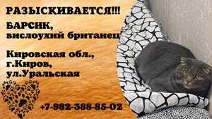 Пропал кот! БАРСИК. Вислоухий британец. Кировская обл,  г. Киров