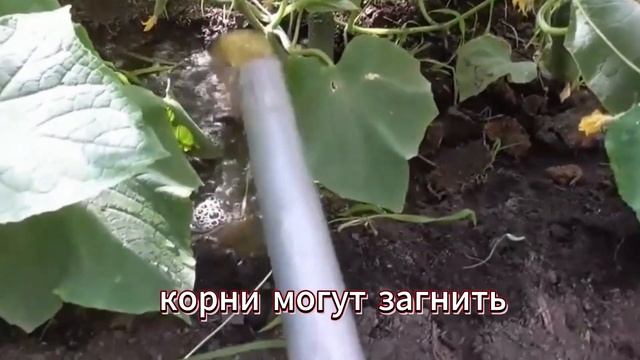 Огурцы не растут? Всё дело вот в этом