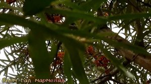 Облепиха на моём участке ,польза листьев облепихи #дом