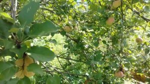 сбор яблок сорта Настенька