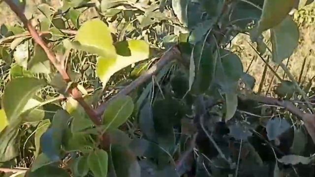 Формирование груши для холодного климата. смотреть онлайн