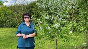 ТОП 12 КРАСИВОЦВЕТУЩИХ ДЕКОРАТИВНЫХ ЯБЛОНЬ | АЛЬТЕРНАТ