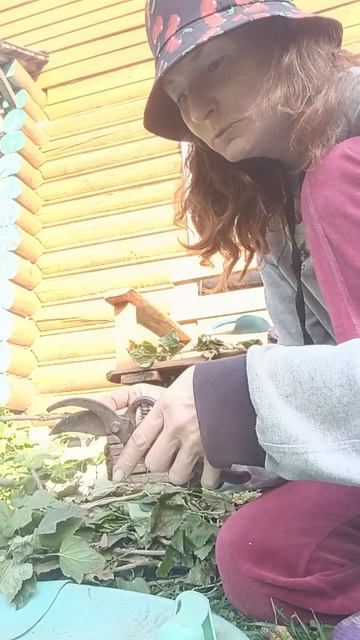 Размножаем смородину вместе со мной смотреть онлайн