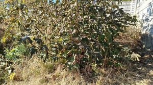 Хурма инжир фисташки фундук и миндаль после первых пр?