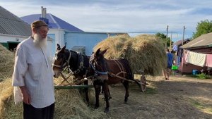 Мулы возят сено