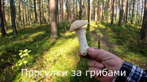Прогулки за грибами. Собираю цыганки прямо возле озера.