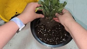 ЛЕТОМ СДЕЛАЙ ТАК с ДЕКАБРИСТОМ и будет цвести круглый