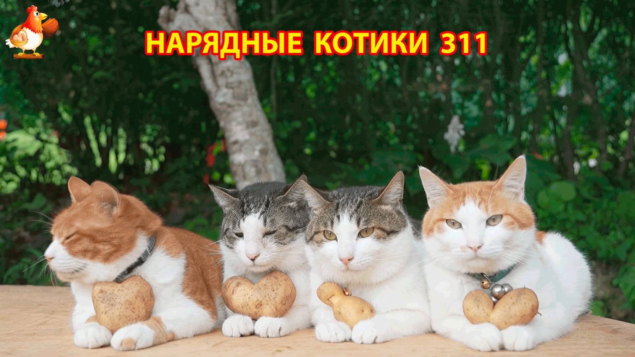 Нарядные Котики расслабляются на солнышке 🌞 🐈🐈🐈 (311)