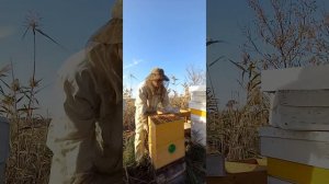 Улей Варре осмотр и обработка от клеща #hive #пчеловодст?