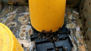 Кормушки для пчёл.