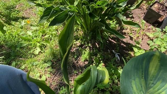 ПОСЫЛКА  НА ДОНБАСС. 💝ОБЗОР ХОСТ 🤗#волгоград #растен? смотреть онлайн