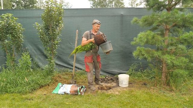 КАК ПОСАДИТЬ ТУЮ? Правильная посадка туи на участке. смотреть онлайн