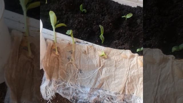 Рассада из скрутки смотреть онлайн