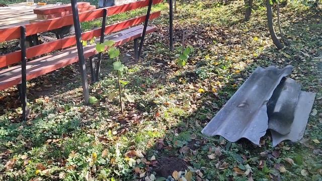 КАК УКРЫТЬ ВИНОГРАД НА ЗИМУ???? смотреть онлайн