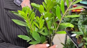 5 лучших комнатных растений, которые не требуют ухода!